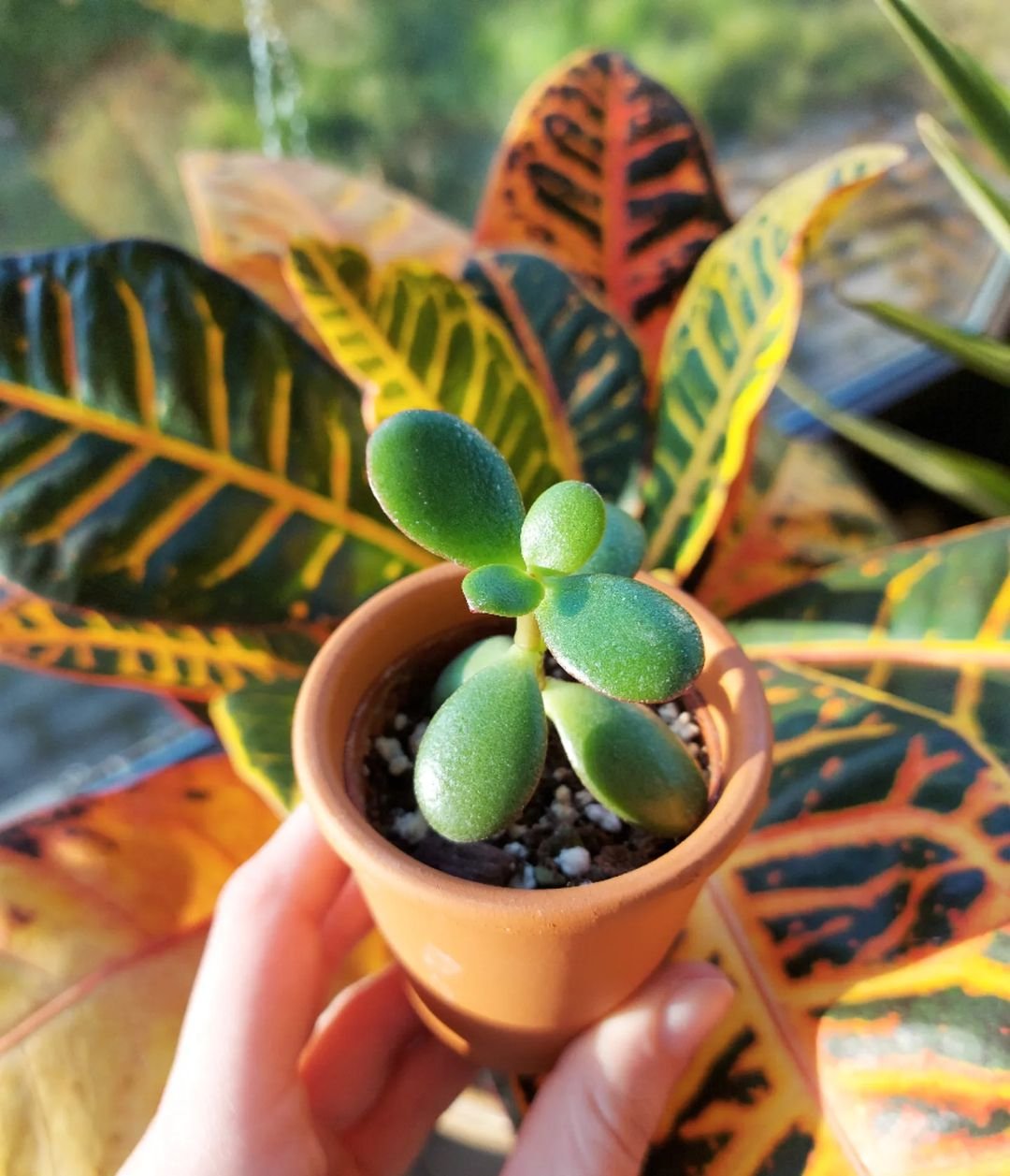 Pruning-and-Propagation Crassula Ovata Variegated Jade Plant: A Comprehensive Guide
