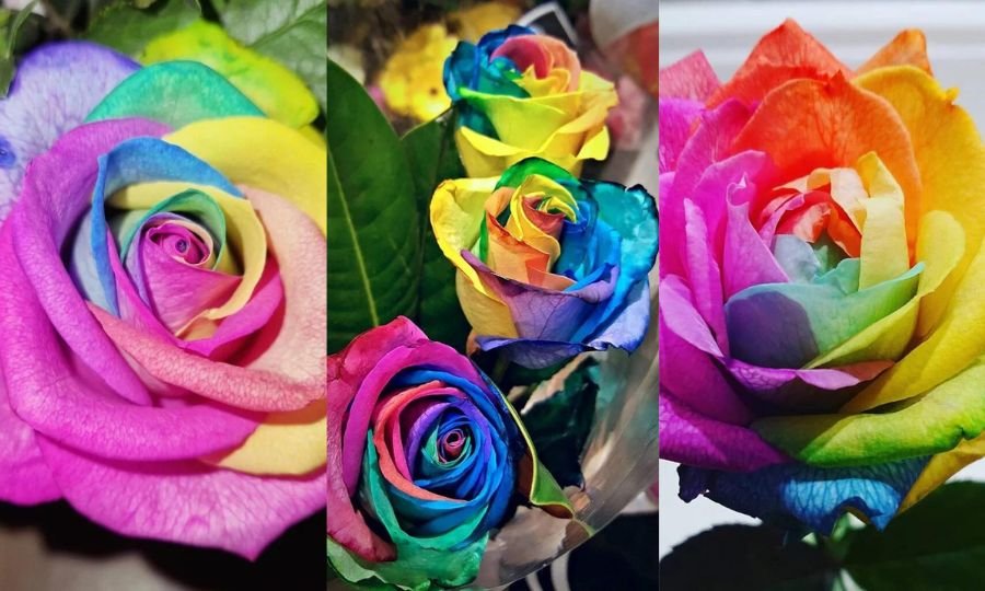 Rainbow Roses: Unveiling the Mystery Behind Their Vibrant Hues