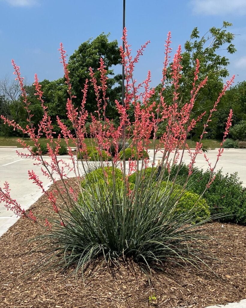 Gardening 20 Types of Yucca Plants (With Pictures)