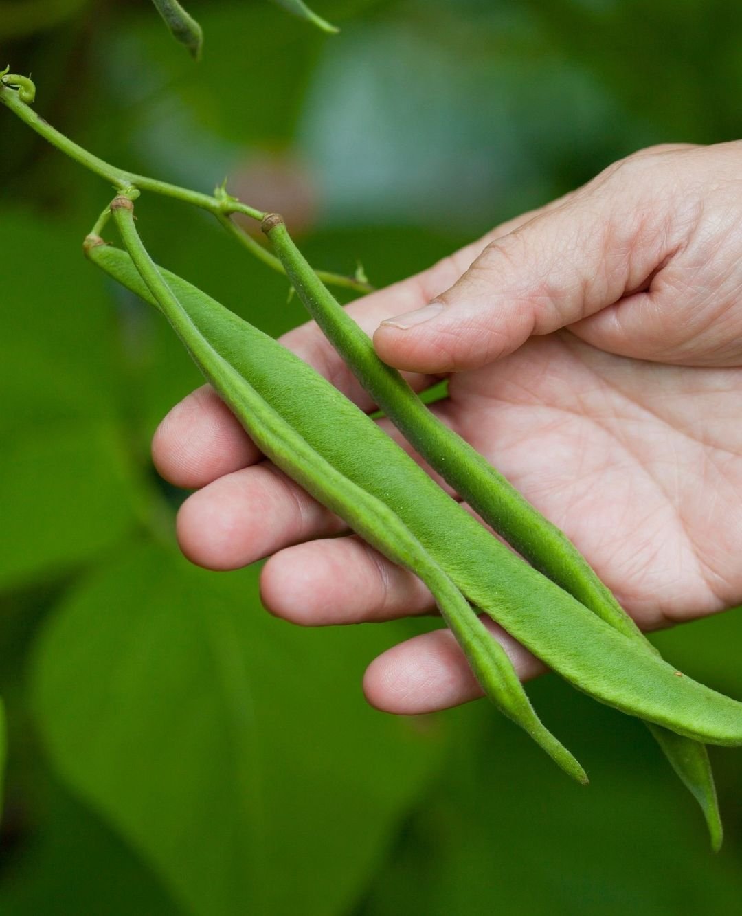 Runner-Beans-1 Growing Beans: A Complete Guide to Homegrown Goodness in Your Garden