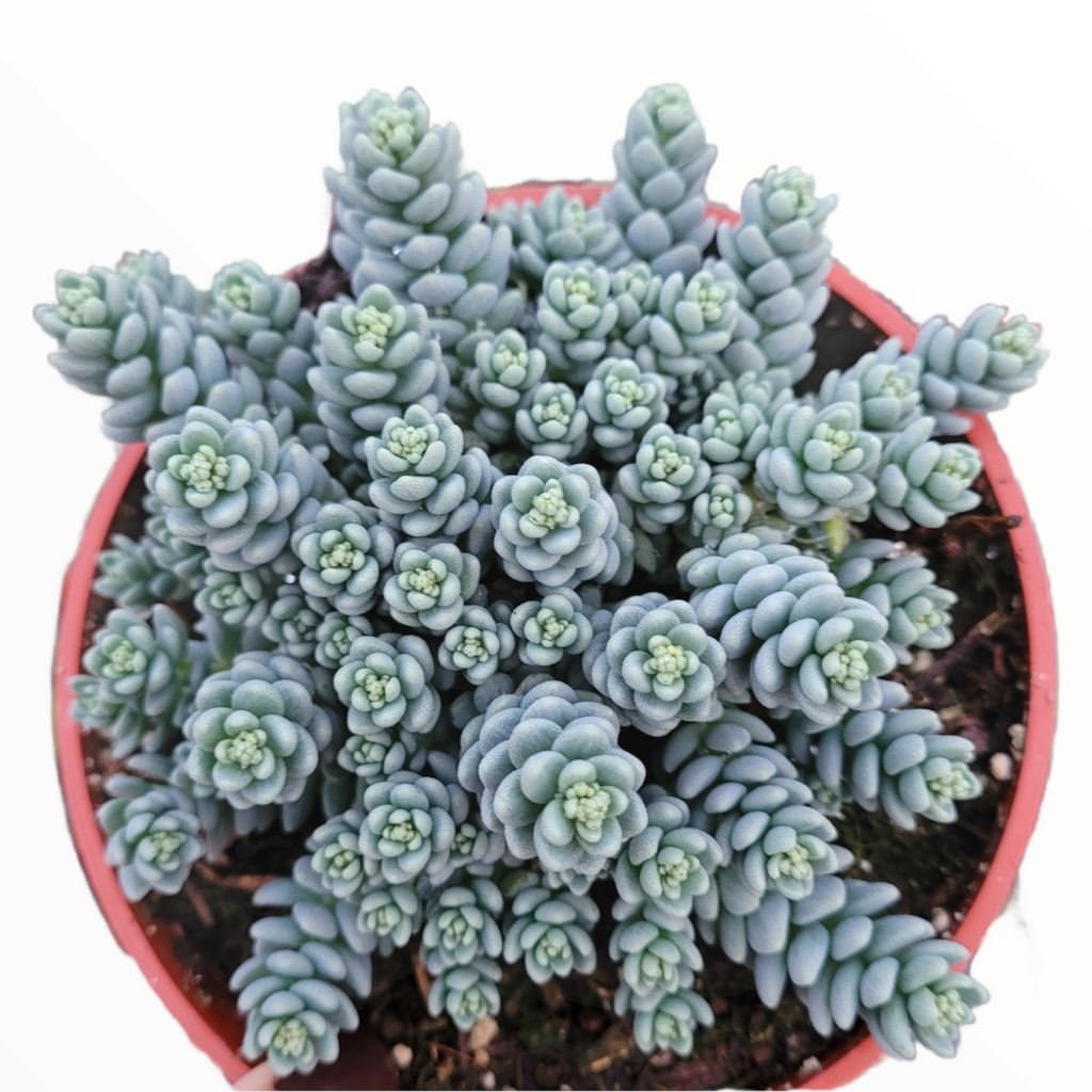  Stunning Succulent Gardens: A Beginner's Guide