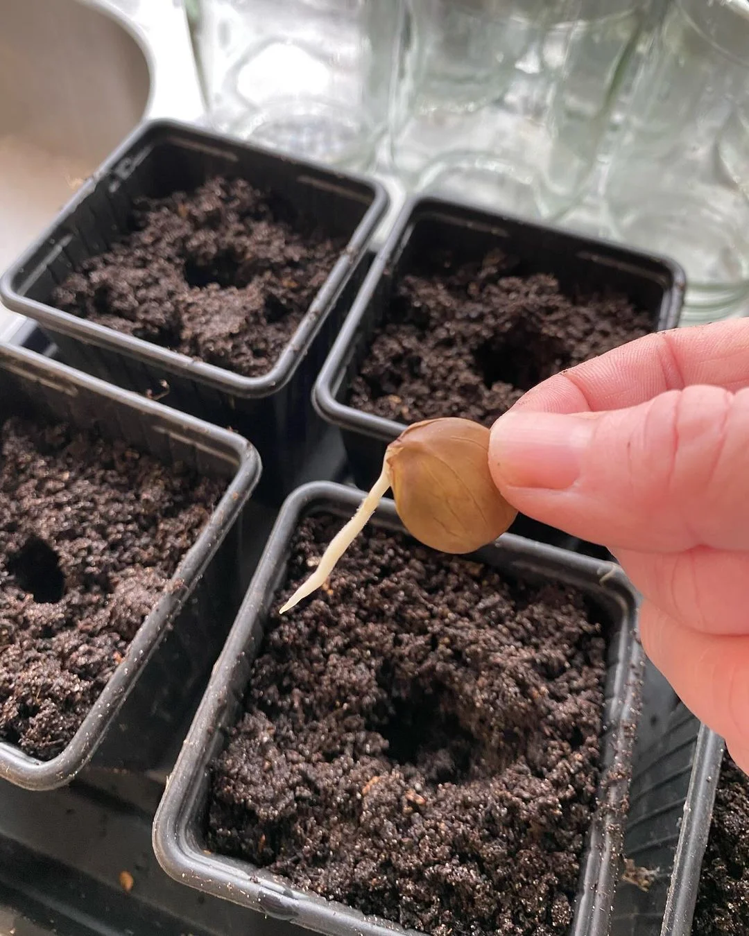 Gardening Seed-Preparation-and-Planting Grow Your Own Wisteria from Seeds : A Step-by-Step Guide