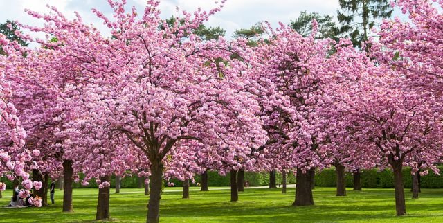Gardening Selecting-the-Perfect-Planting-Site Cherry Blossom Trees: A Guide to Planting and Growing Stunning Flowering Trees