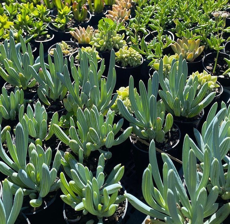 Senecio 15 Popular Types of Succulents for Your Garden