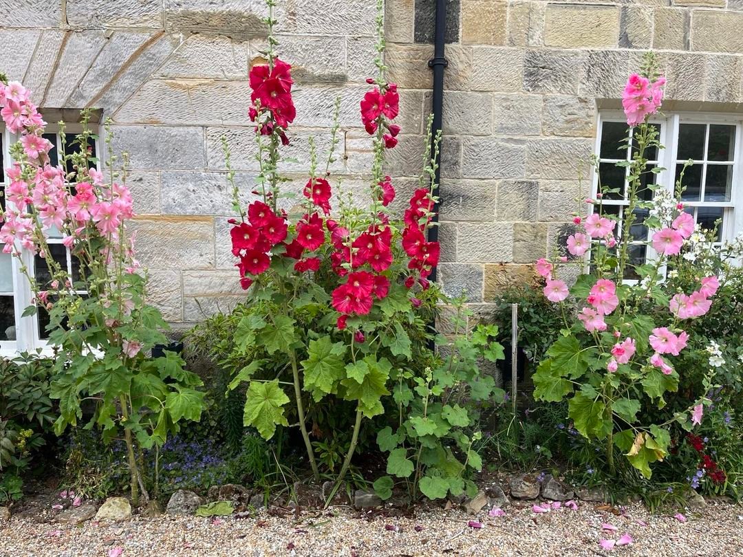 Site-Selection-Hollyhocks How to Grow Hollyhocks: An Essential Guide for Timeless Beauty