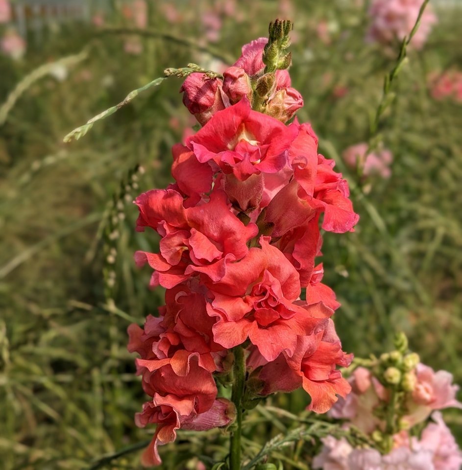Snapdragons-n 20 Easy Flowers for Beginners to Grow