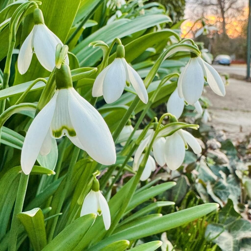  15 Winter Flowers for Your Garden