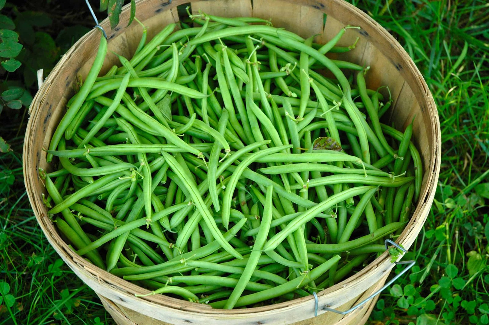 Storing-Fresh-Beans-1 Growing Beans: A Complete Guide to Homegrown Goodness in Your Garden