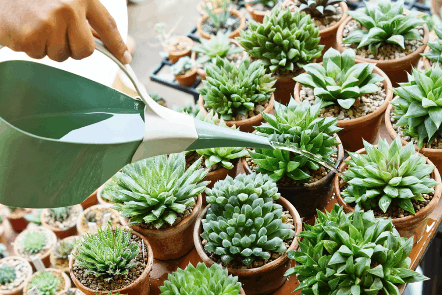  Succulents Care: 5 Steps for Healthy, Thriving Succulents