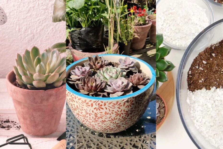 Succulents Care: 5 Steps for Healthy, Thriving Succulents