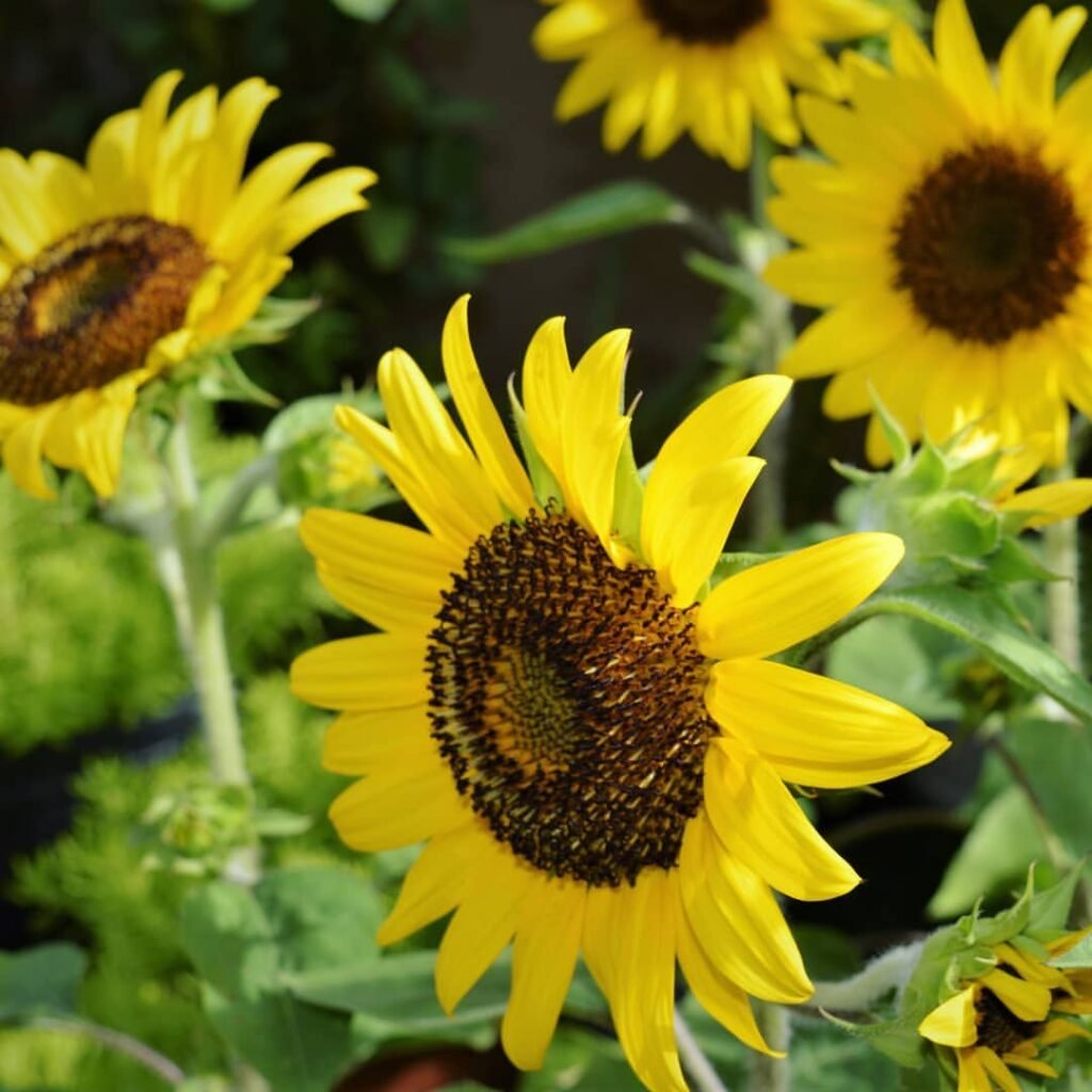 Sunflowers-n-1024x1024 20 Easy Flowers for Beginners to Grow