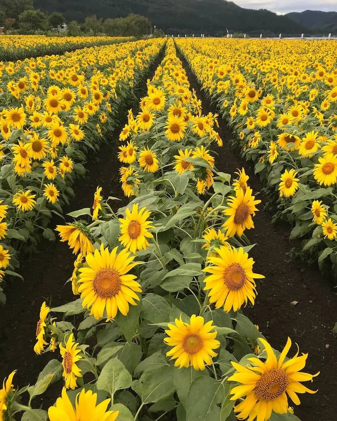 Sunflowers 12 Sun-Loving Plants Perfect for Your Sunny Porch