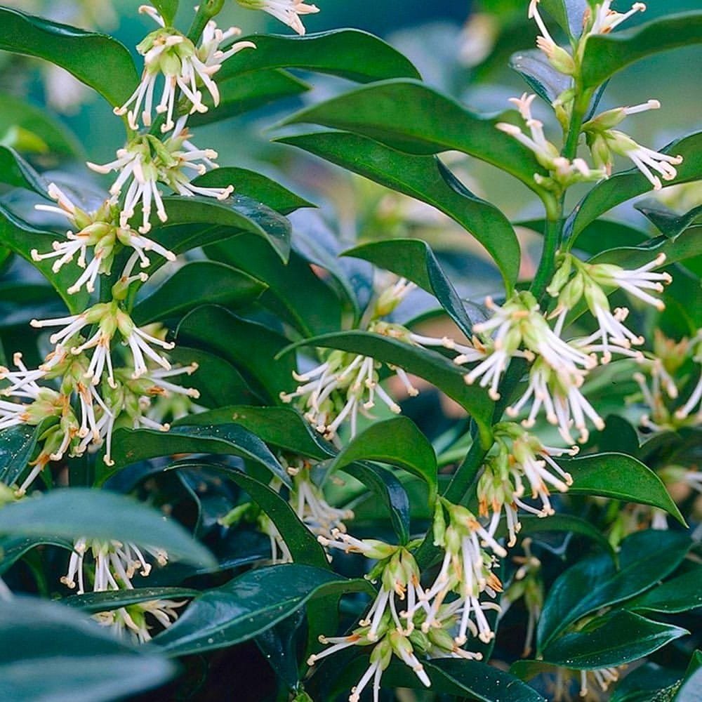 Sweet-Box-Sarcococca 15 Winter Flowers for Your Garden