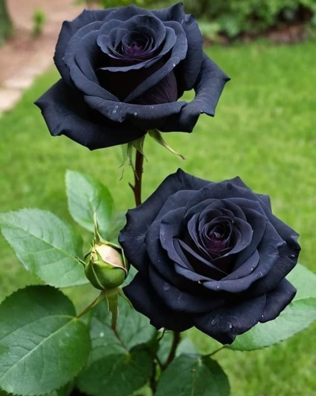  Unveiling the Enigmatic Black Rose: A Comprehensive Guide