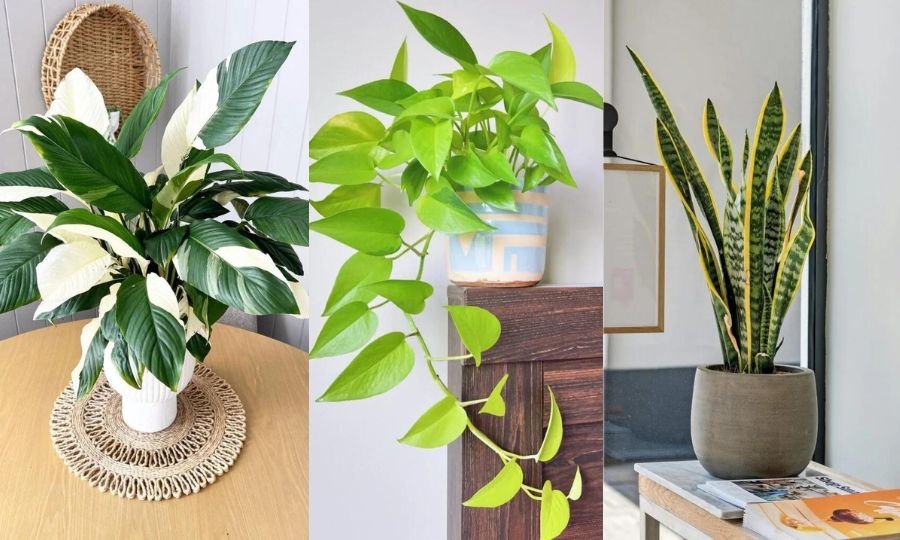 The Best Office Plants for Happy Workers: Bringing Nature Indoors