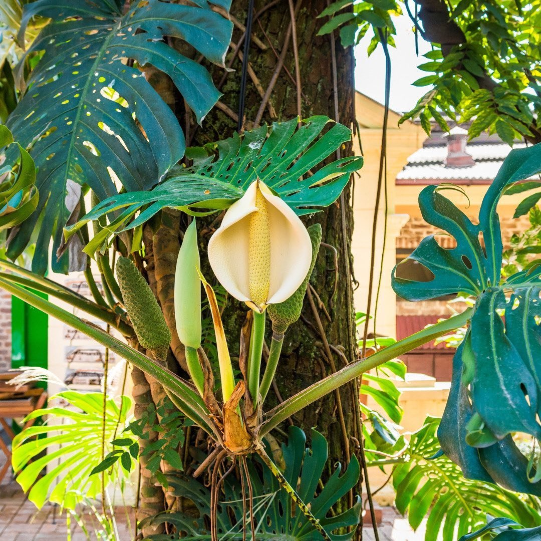 The-Flowering-Process Growing Monstera Deliciosa Fruit: A Comprehensive Guide