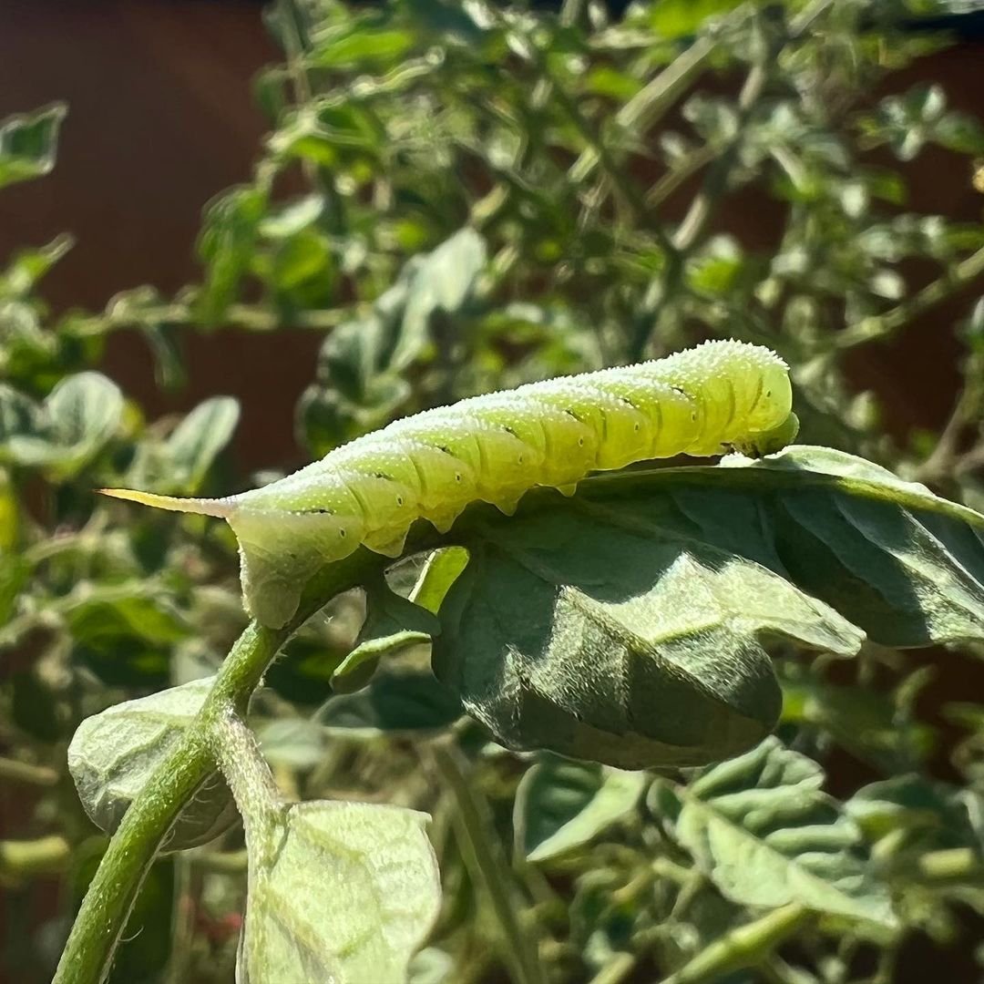 Gardening Tomato-Hornworm-Caterpillars Caterpillars in California: Exploring the Diverse World