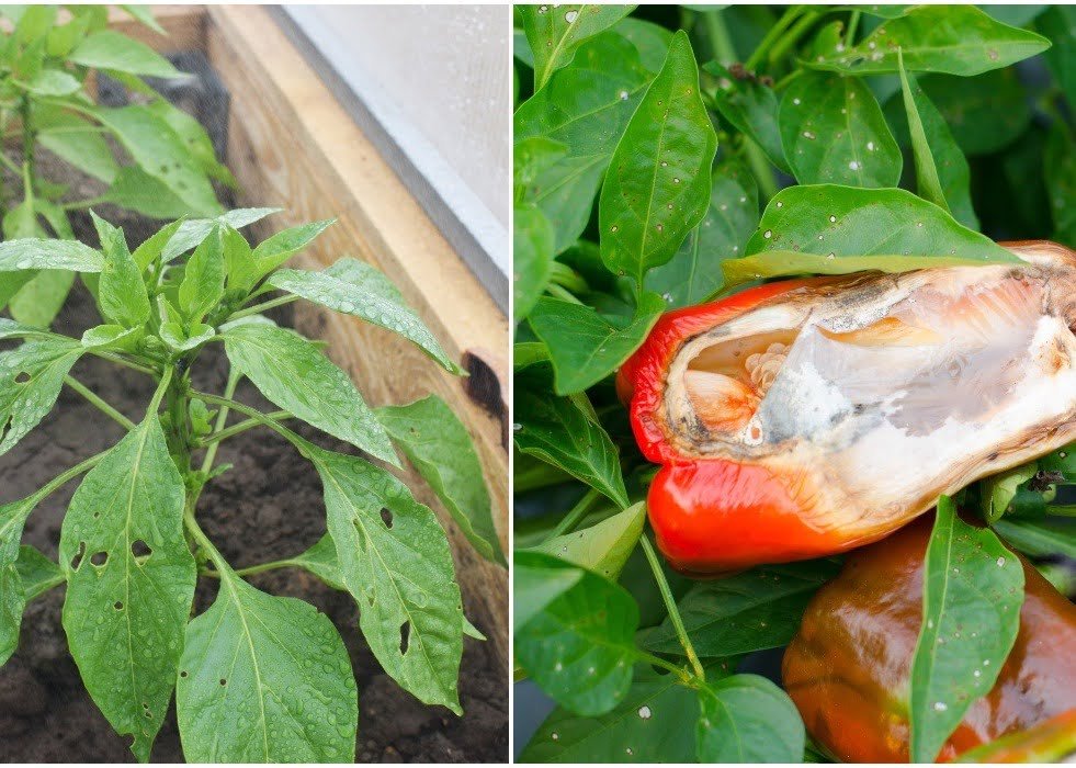 Gardening Peppers: The Ultimate Guide to Growing From Seed to Plate