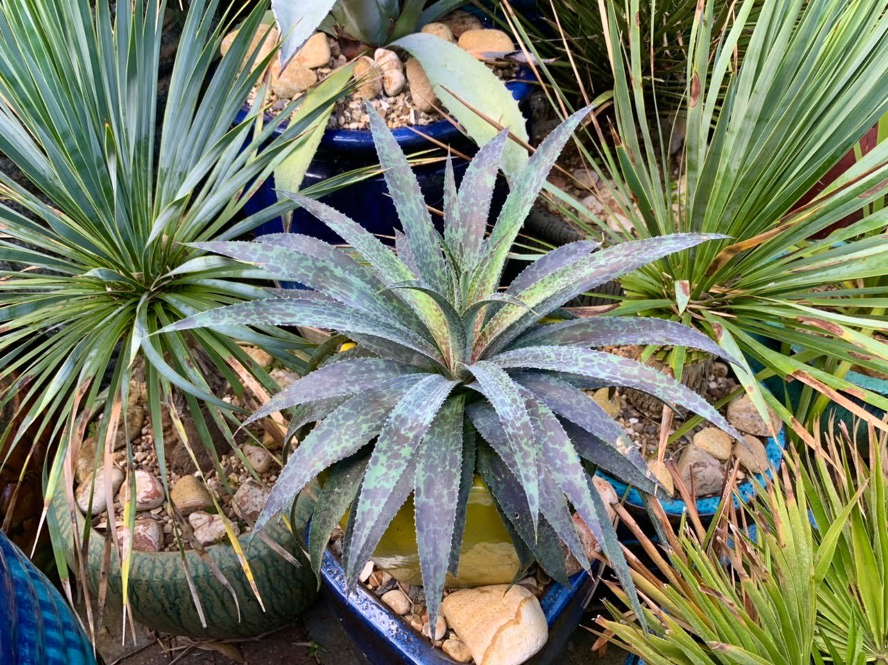 Troubleshooting-Common-Issues-Mangaves Mangaves: How to Grow Magnificent Agave Hybrids Successfully