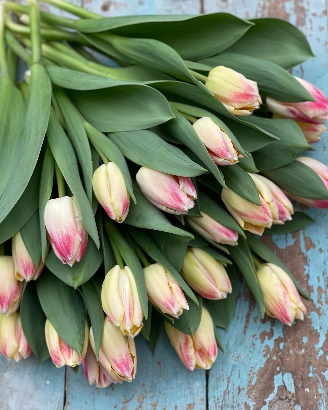 Tulip-Tulipa Explore 20 Fascinating Flowers Beginning with F