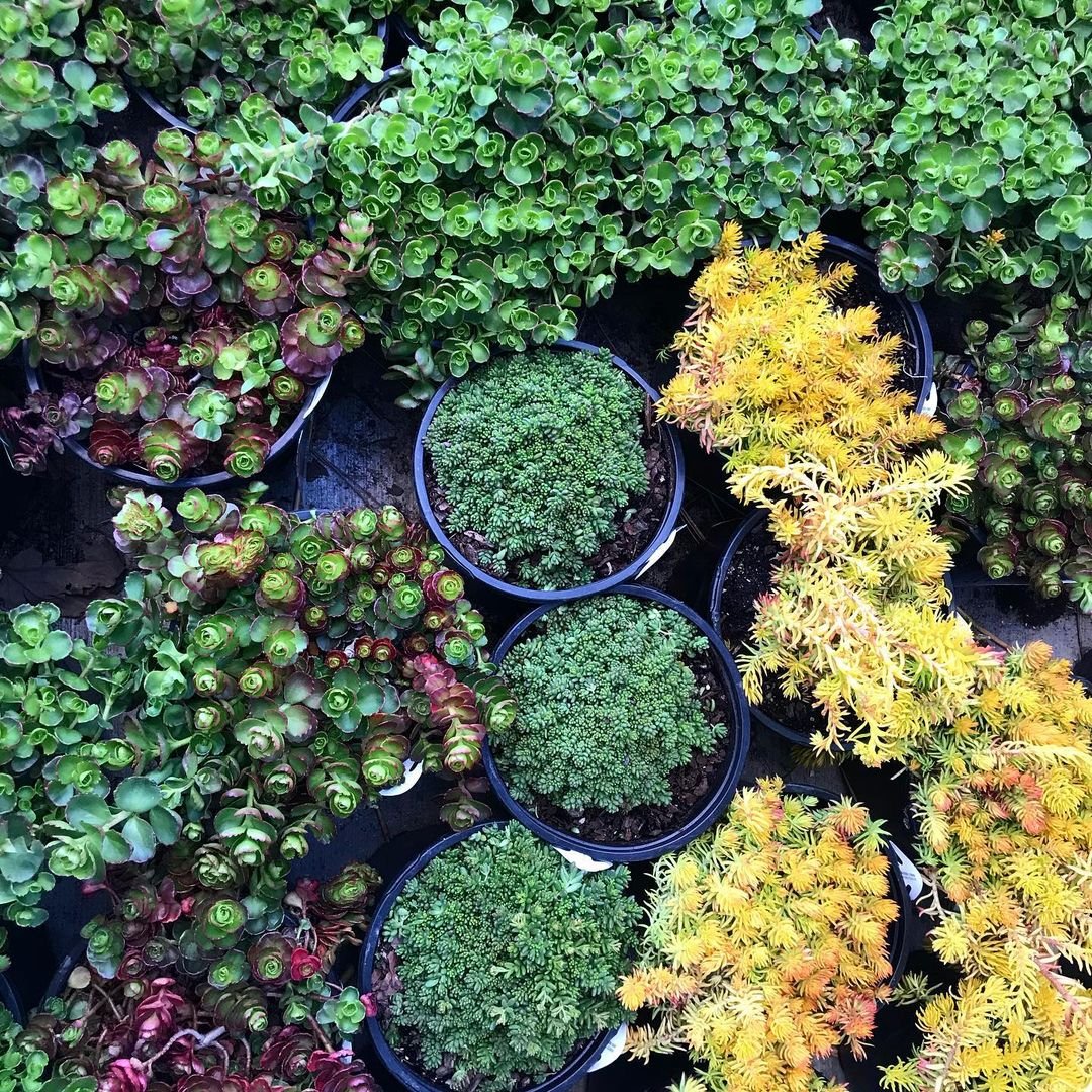 Growing Colorful Sedum & Stonecrop Ground Covers