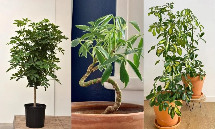 Umbrella Tree: A Comprehensive Guide to Cultivation