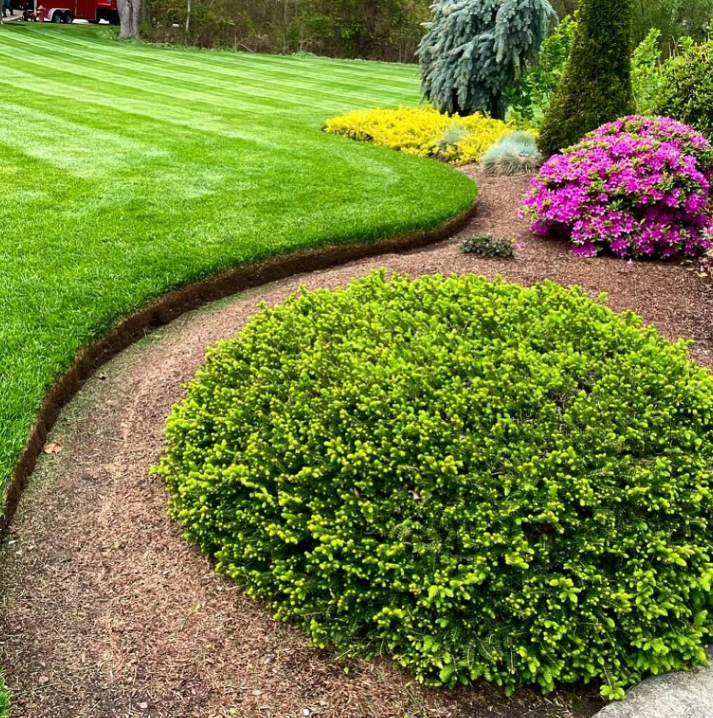 Gardening Understanding-Lawn-Thatch-1016x1024 The Secret to a Lush Lawn : What a Lawn Scarifier is, and How to Use It