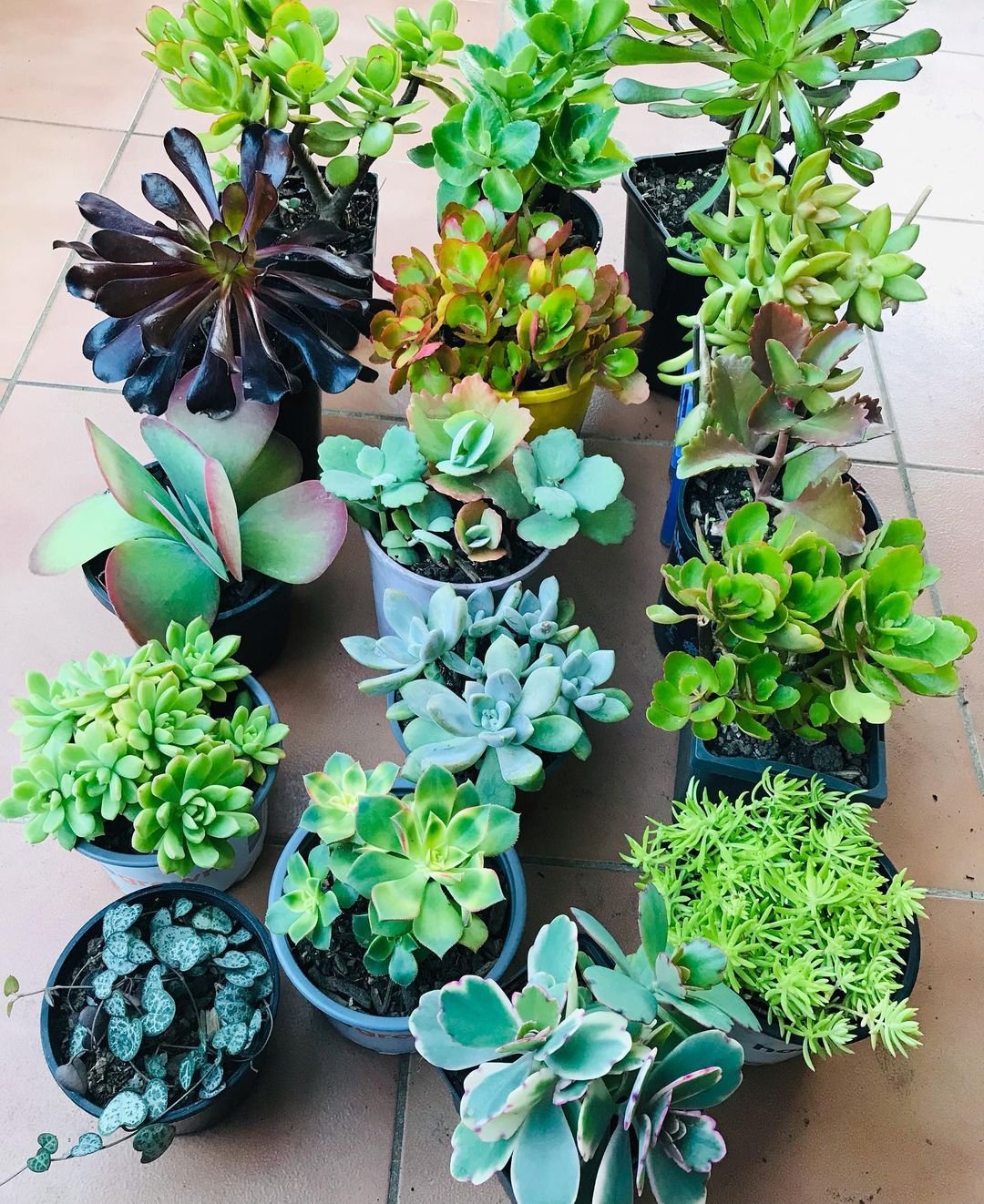 Understanding-Succulents Stunning Succulent Gardens: A Beginner's Guide