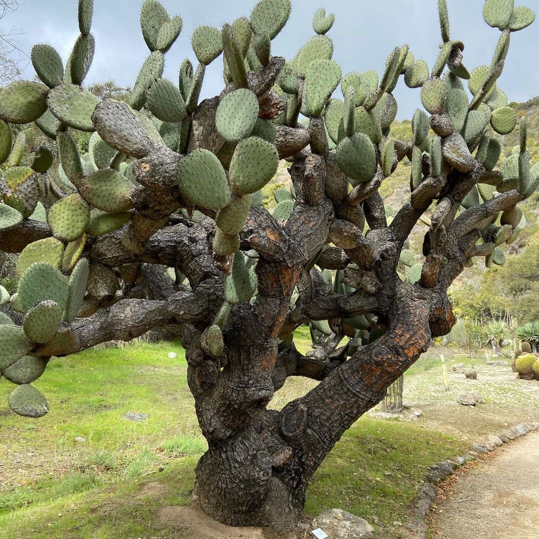 Understanding-the-Prickly-Pear-Cactus Secrets of Growing Prickly Pear Cactus in Your Garden