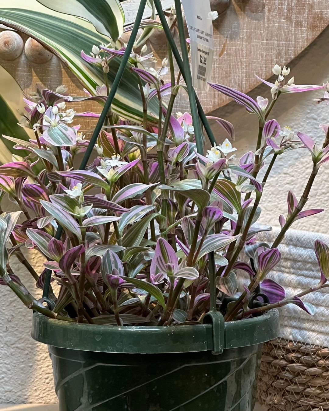 Understanding-the-Wandering-Jew Wandering Jew: Complete Guide to Plant Care and Cultivation