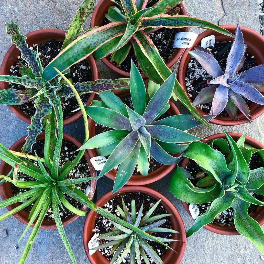 Varieties-of-Mangaves Mangaves: How to Grow Magnificent Agave Hybrids Successfully