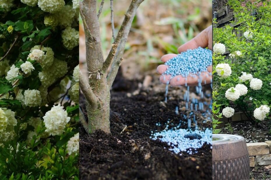 Viburnum Shrubs