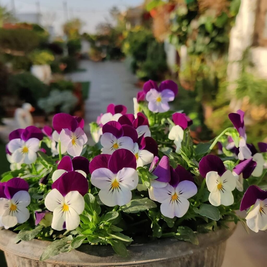 Violas-w-1024x1024 15 Winter Flowers for Your Garden