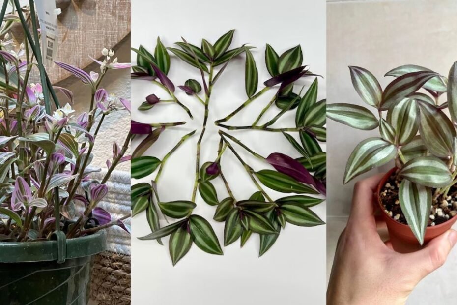 Wandering Jew: Complete Guide to Plant Care and Cultivation