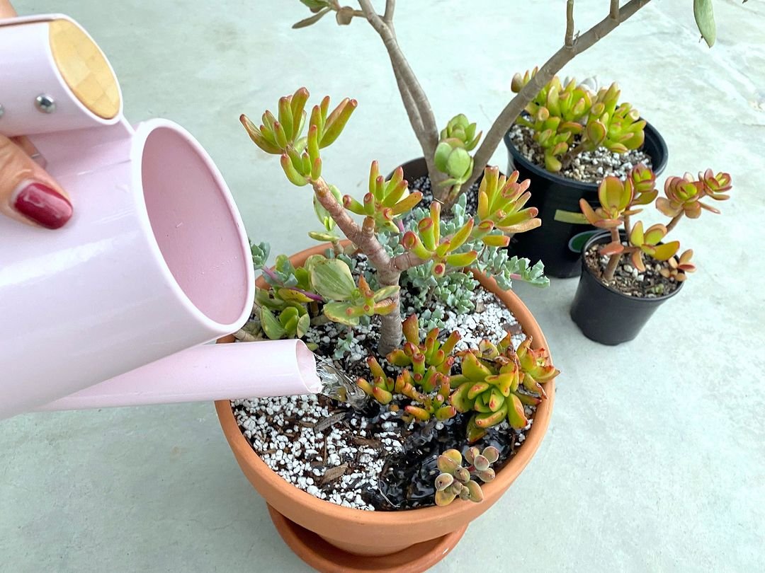 Watering-3 Crassula Ovata Variegated Jade Plant: A Comprehensive Guide