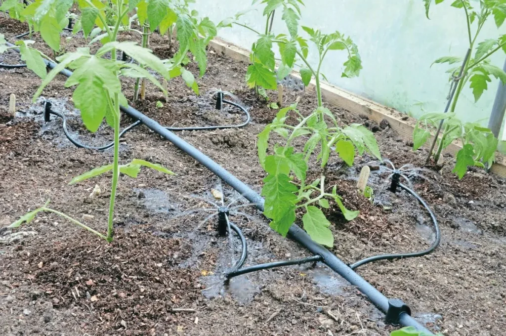  Your Complete Guide to Perfectly Watering Tomato Plants