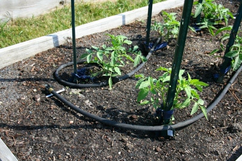 Watering-Tomato-Plants-Soaker-Hoses Your Complete Guide to Perfectly Watering Tomato Plants