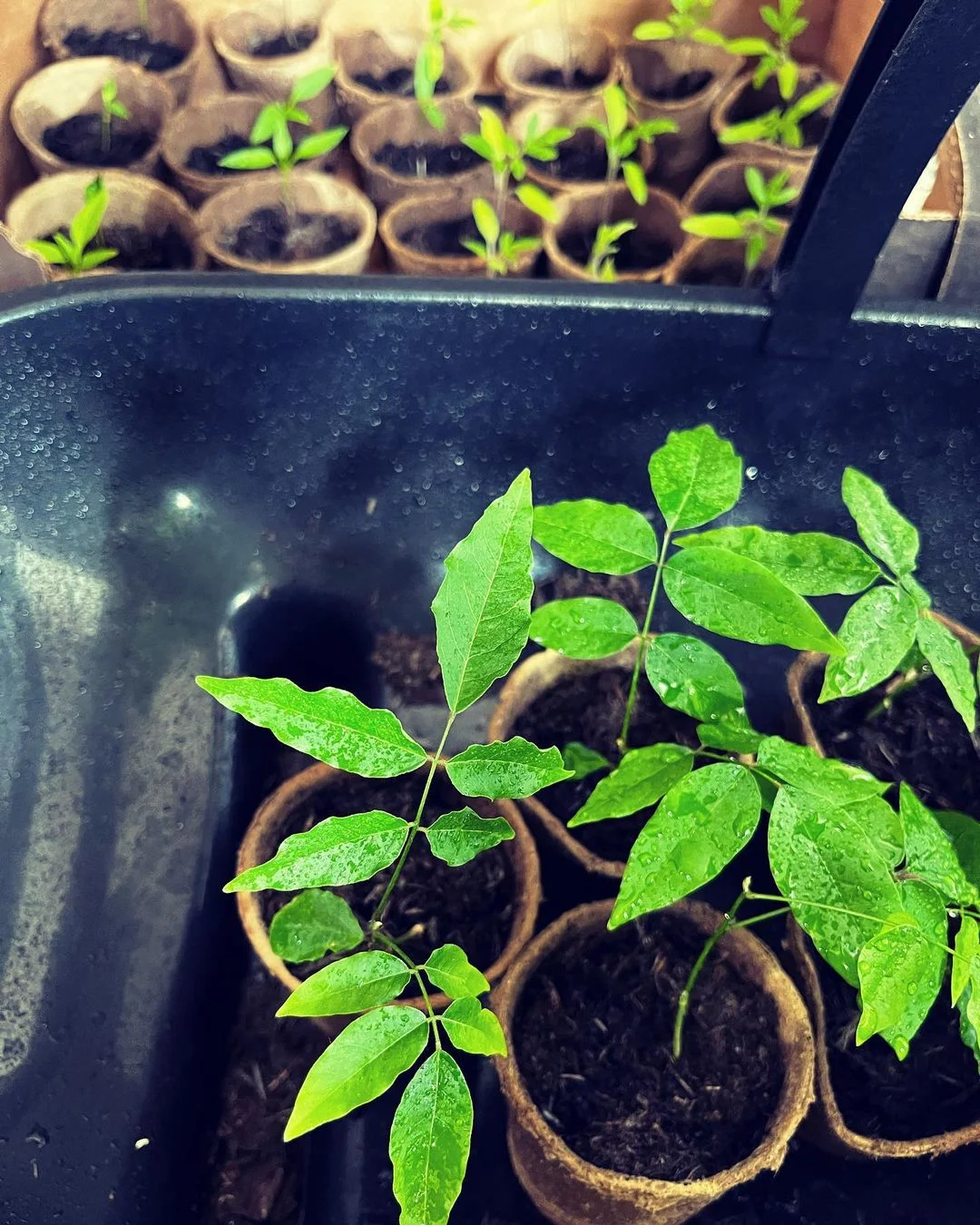 Gardening Grow Your Own Wisteria from Seeds : A Step-by-Step Guide