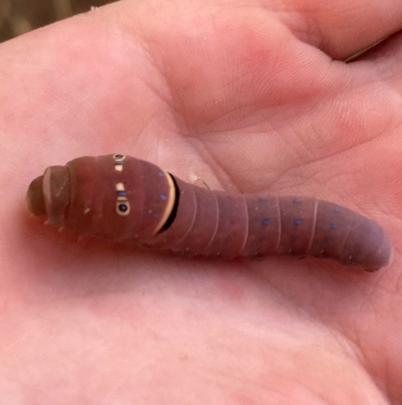 Gardening Western-Tiger-Swallowtail-Caterpillars Caterpillars in California: Exploring the Diverse World