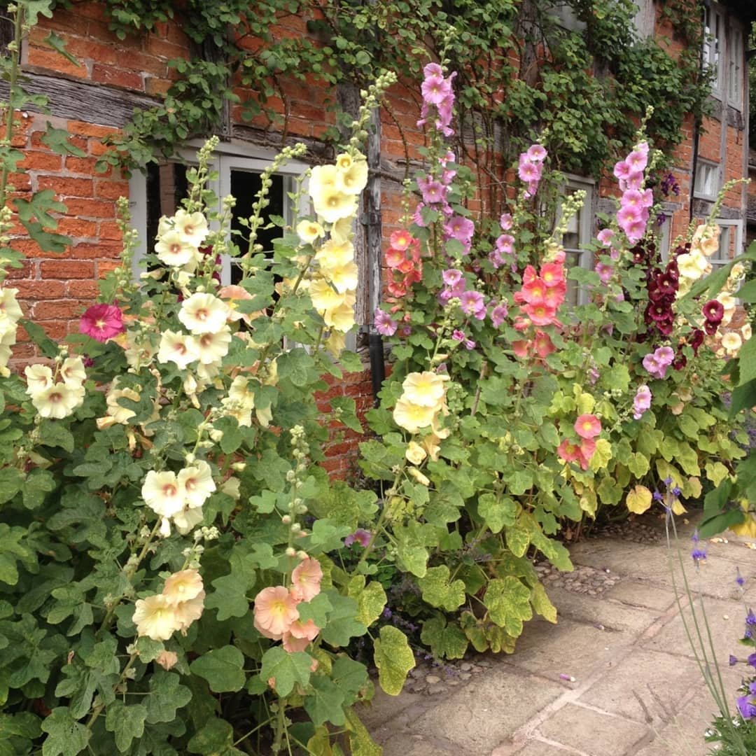 What-are-Hollyhocks Hollyhocks: How to Grow and Care for These Classic Cottage Flowers