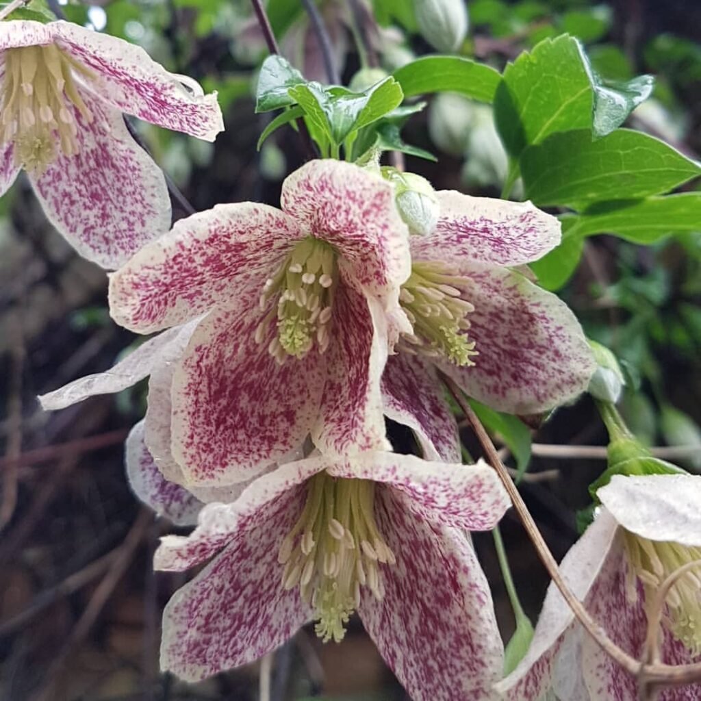 Winter-Clematis-Clematis-cirrhosa-1024x1024 15 Winter Flowers for Your Garden