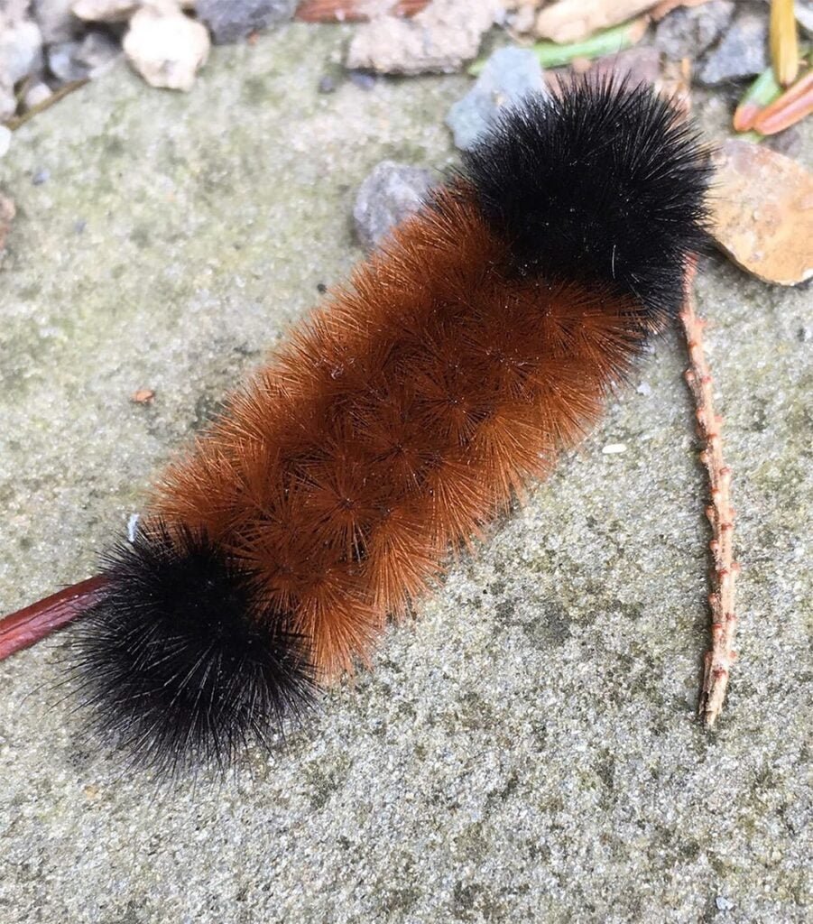 Gardening Woolly-Bear-Caterpillars-901x1024 Black and Yellow Caterpillars (With Pictures) – Identification Guide