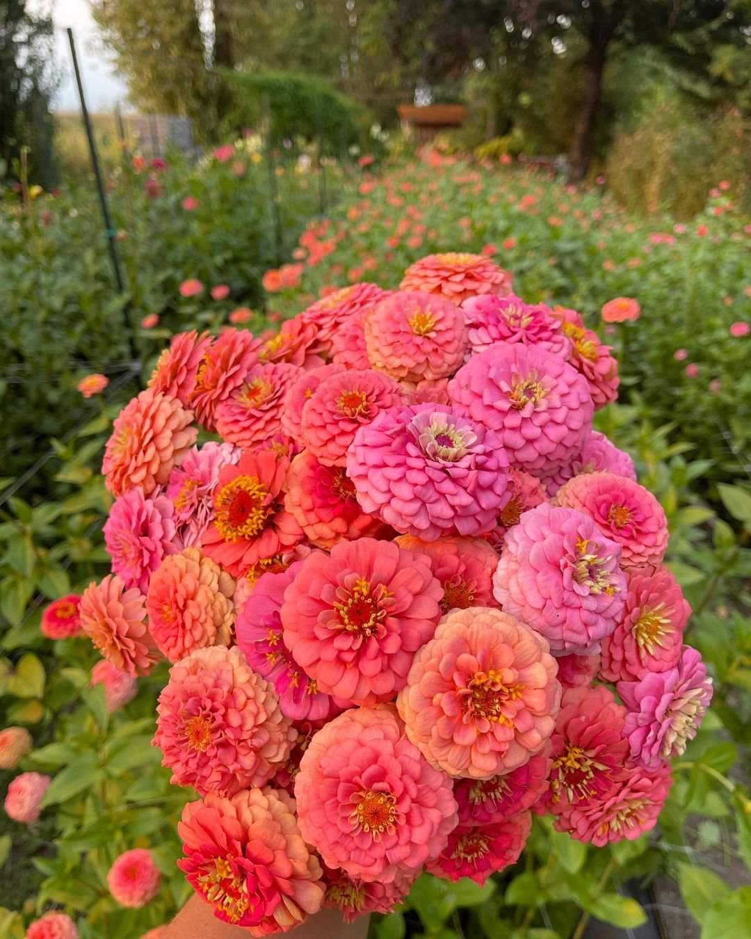 Zinnia 12 Sun-Loving Plants Perfect for Your Sunny Porch