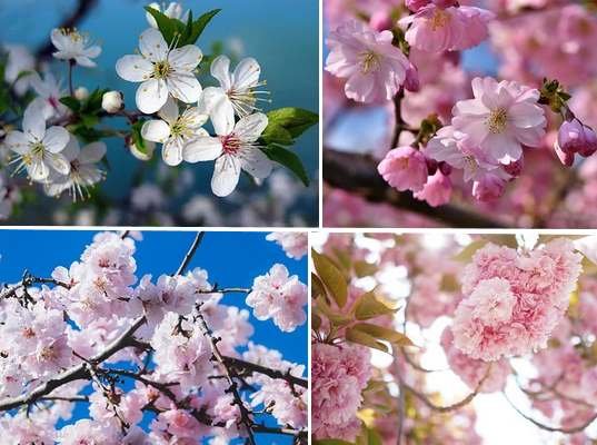 Gardening t-Cherry-Blossom-Tree-Variety Cherry Blossom Trees: A Guide to Planting and Growing Stunning Flowering Trees