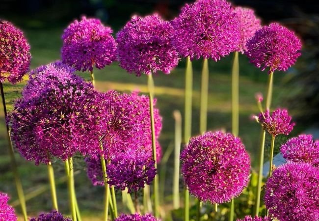 Alliums: The Complete Guide to Growing from Planting Bloom