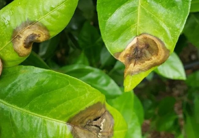 Understanding and Managing Anthracnose: A Fungal Foe of Plants