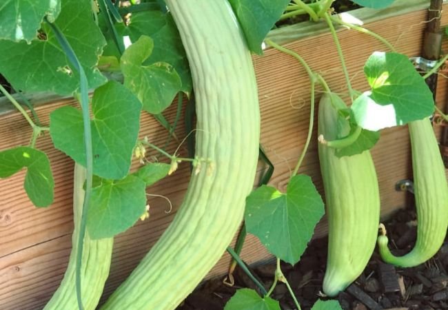 Armenian Cucumber Plant Care: Grow Long Cucumbers