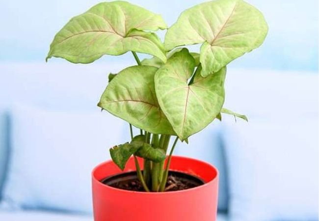 Arrowhead Plant Care: Everything You Need to Know