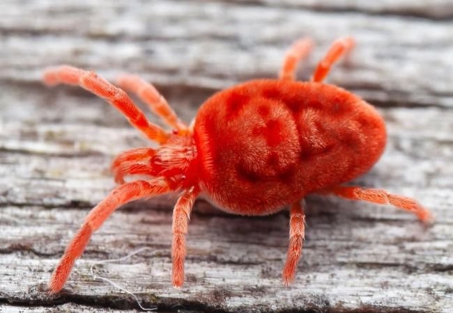 Banish Red Spider Mite : A Comprehensive Guide for a Pest-Free Garden