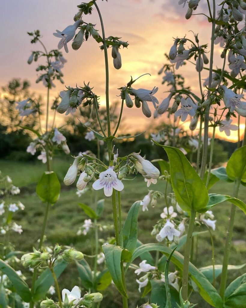 Gardening Benefits-of-Growing-Foxglove-Beardtongue-819x1024 Foxglove Beardtongue: Growing Tips for Vibrant Blooms
